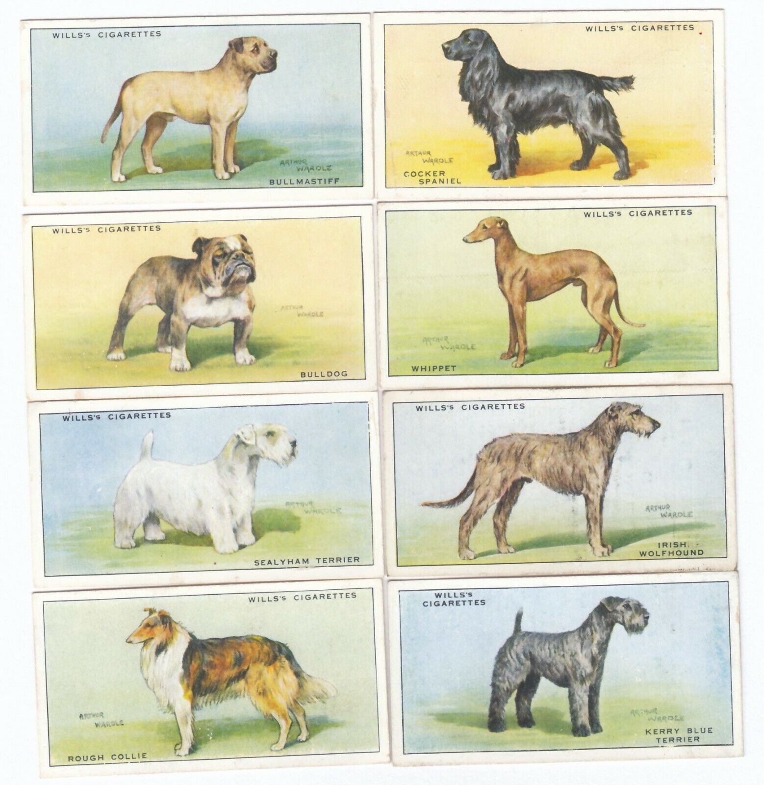 Eight 1937 Arthur Wardle Dog Paintings Cards Bull Mastiff Cocker Spaniel ++