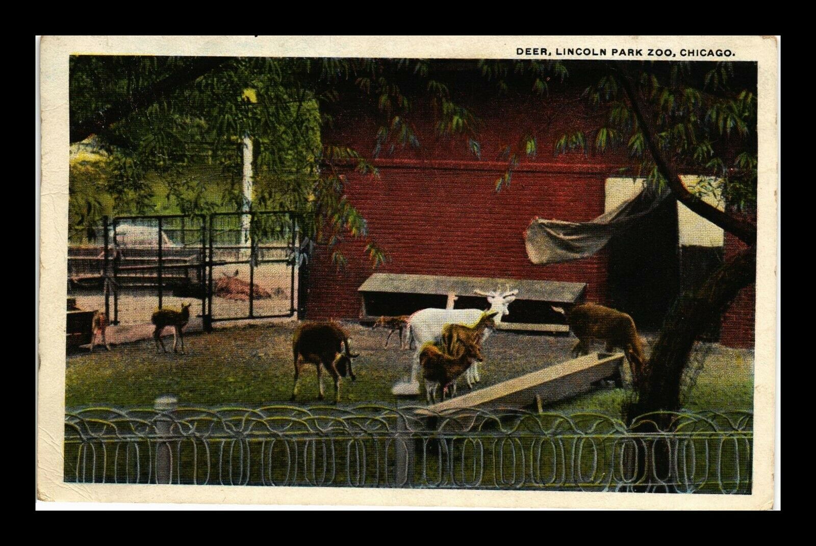 Dr Jim Stamps Us Deer Lincoln Park Zoo Chicago Illinois View Postcard